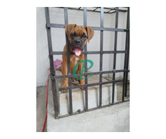 13 WEEKS OLD, PURE BREED BOXER PUPPY FOR SALE - Image 4