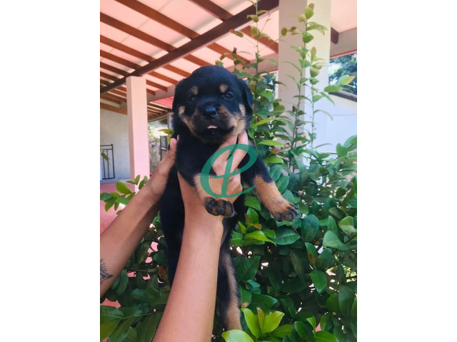 Rottweiler puppies for sale - 1