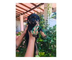 Rottweiler puppies for sale - Image 1