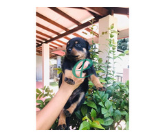 Rottweiler puppies for sale - Image 2