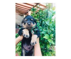 Rottweiler puppies for sale - Image 3