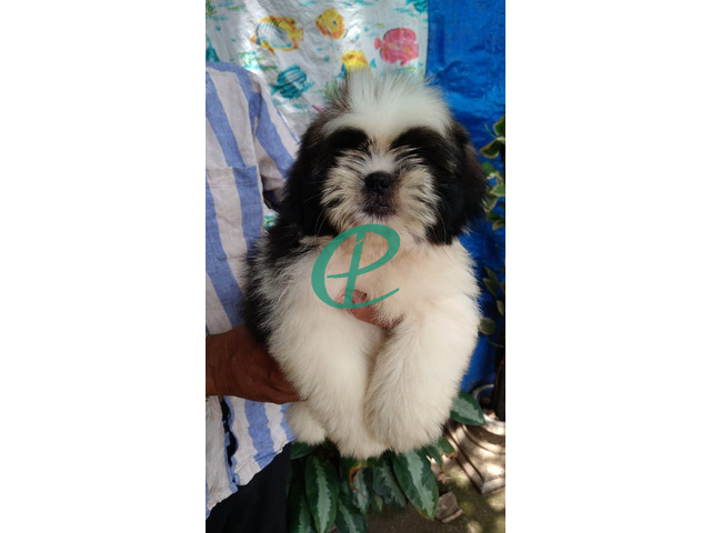 Shihtzu male puppy for sale - 1
