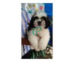 Shihtzu male puppy for sale - Image 1