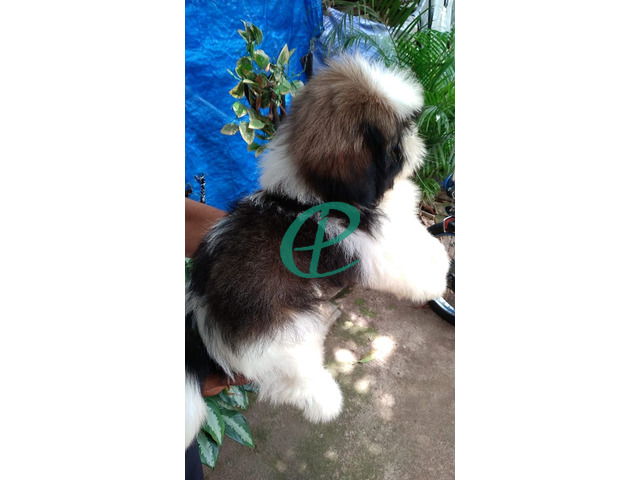 Shihtzu male puppy for sale - 2