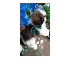 Shihtzu male puppy for sale - Image 2