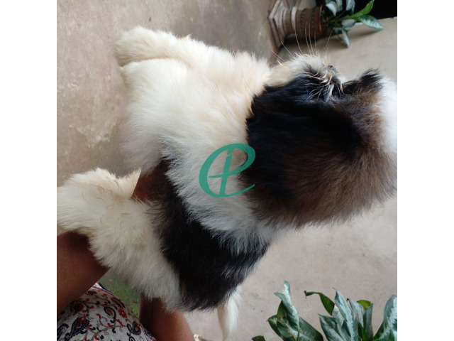 Shihtzu male puppy for sale - 3