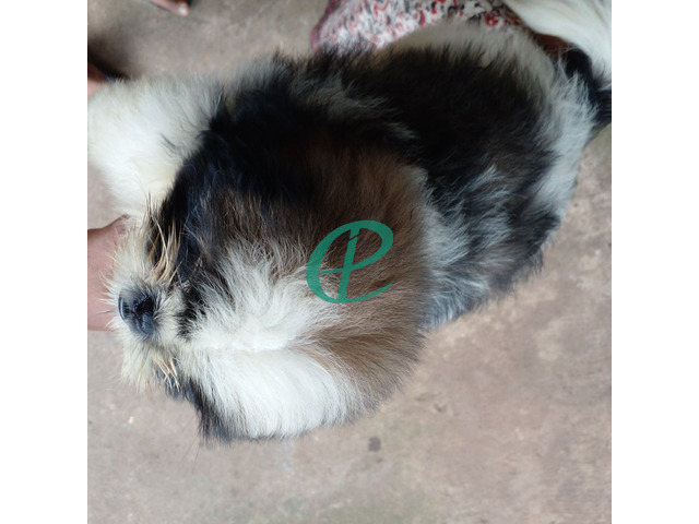 Shihtzu male puppy for sale - 4