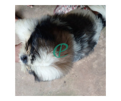 Shihtzu male puppy for sale - Image 4
