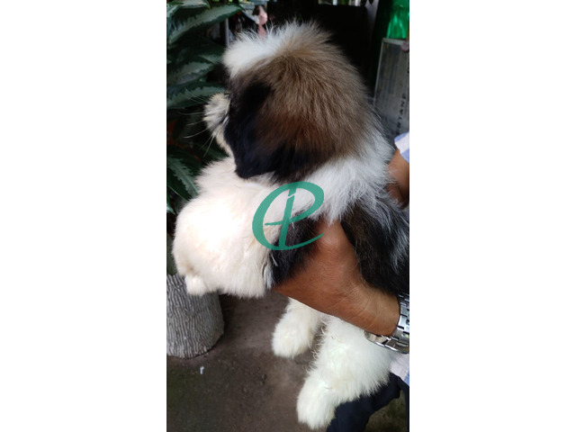 Shihtzu male puppy for sale - 5