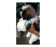 Shihtzu male puppy for sale - Image 5