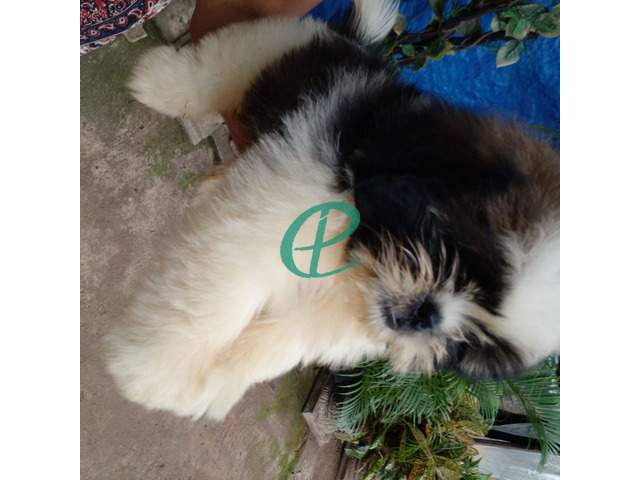 Shihtzu male puppy for sale - 6
