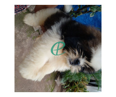 Shihtzu male puppy for sale - Image 6