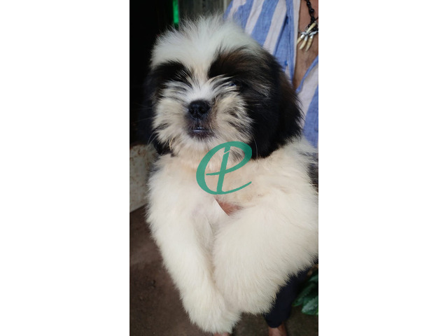 Shihtzu male puppy for sale - 7