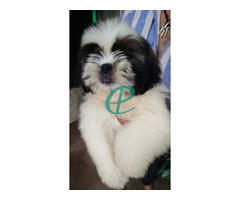 Shihtzu male puppy for sale - Image 7
