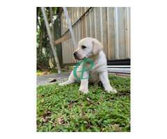 Labrador Puppy girl. - Image 1