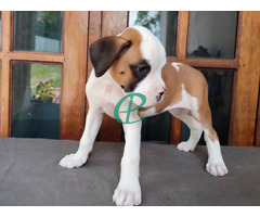 Boxer  Puppies - Image 3