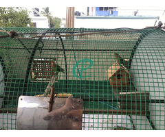 African Love Birds with Cage - Image 2