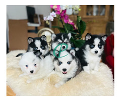 Pomsky F3 puppies - Image 2