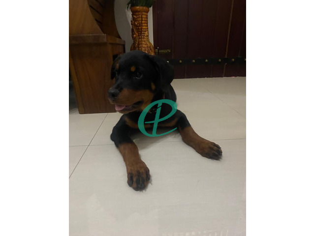 Female Rottweiler puppy for sale - 1