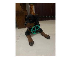Female Rottweiler puppy for sale - Image 1