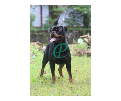 Rottweiler ppuppies - Image 1