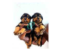 Rottweiler ppuppies - Image 3