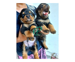Rottweiler ppuppies - Image 4