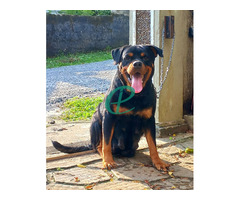 Rottweiler ppuppies - Image 5