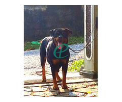 Rottweiler ppuppies - Image 6