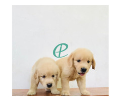 Golden retriever puppies are available - Image 2