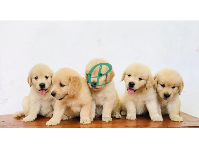 Golden retriever puppies are available - 3