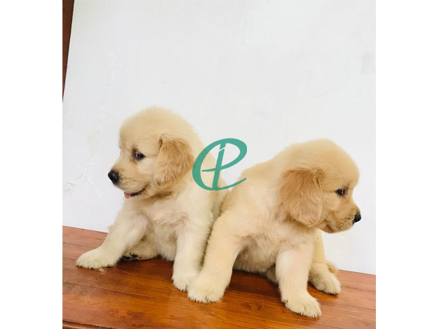 Golden retriever puppies are available - 4