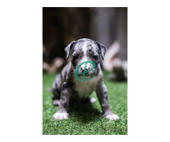 bully puppies for sale - Image 1