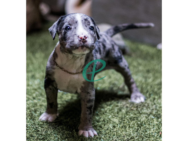 bully puppies for sale - 2
