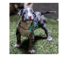 bully puppies for sale - Image 2