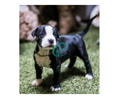 bully puppies for sale - Image 3