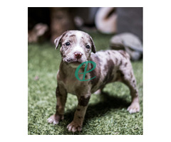 bully puppies for sale - Image 4