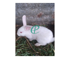 White rabbit - Image 3