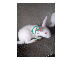 White rabbit - Image 4