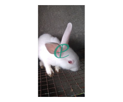 White rabbit - Image 5