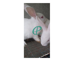 White rabbit - Image 8