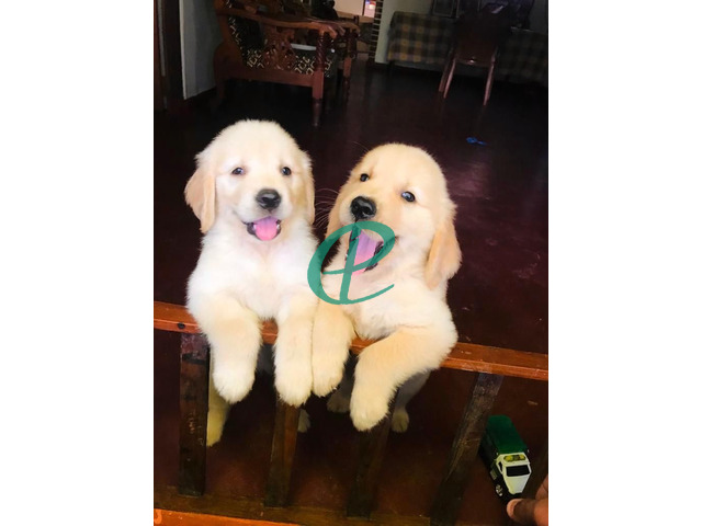 Golden retriever puppies are available - 1