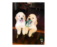 Golden retriever puppies are available - Image 1