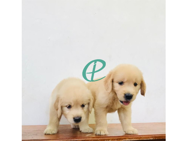Golden retriever puppies are available - 2