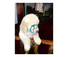 Golden retriever puppies are available - Image 3