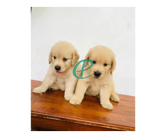 Golden retriever puppies are available - Image 4