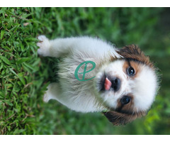 Female Shihtzu puppy for sale - Image 1