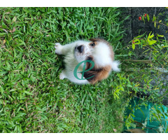 Female Shihtzu puppy for sale - Image 2