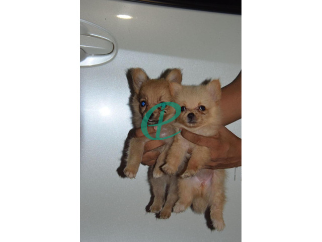 Lion pomeranian Puppies for sale - 3