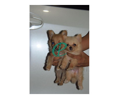 Lion pomeranian Puppies for sale - Image 3